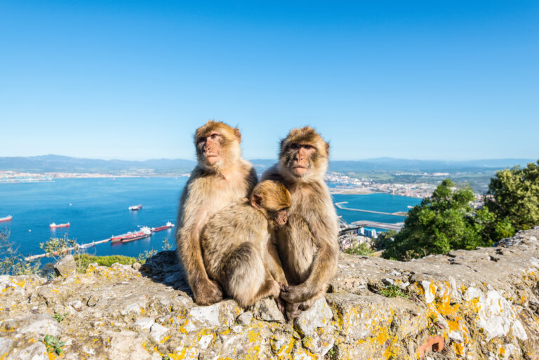 monkey, Gibraltar, Spain