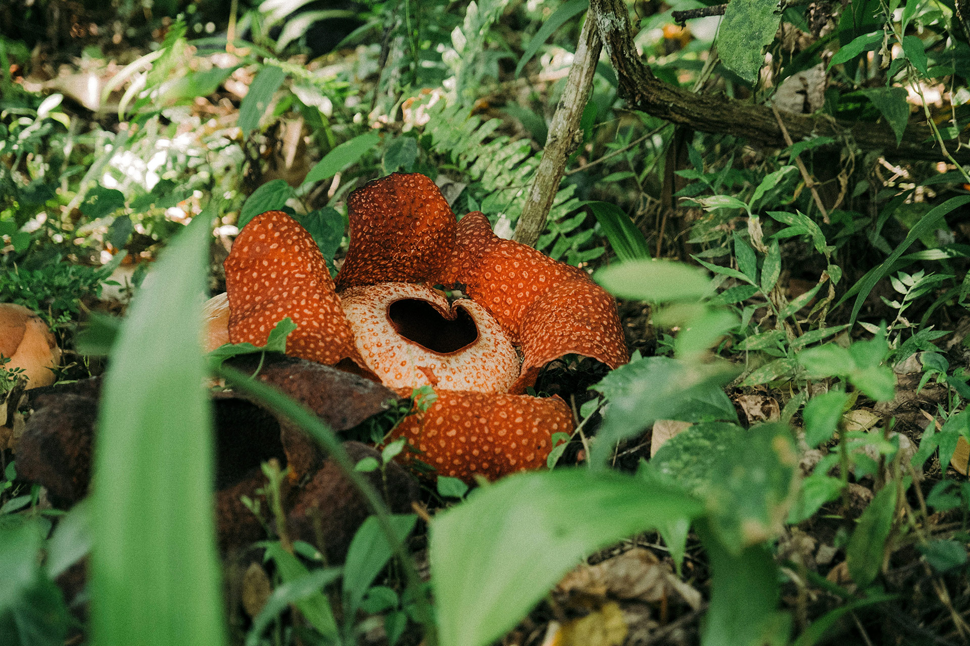 Rafflesia - najväčší kvet sveta
