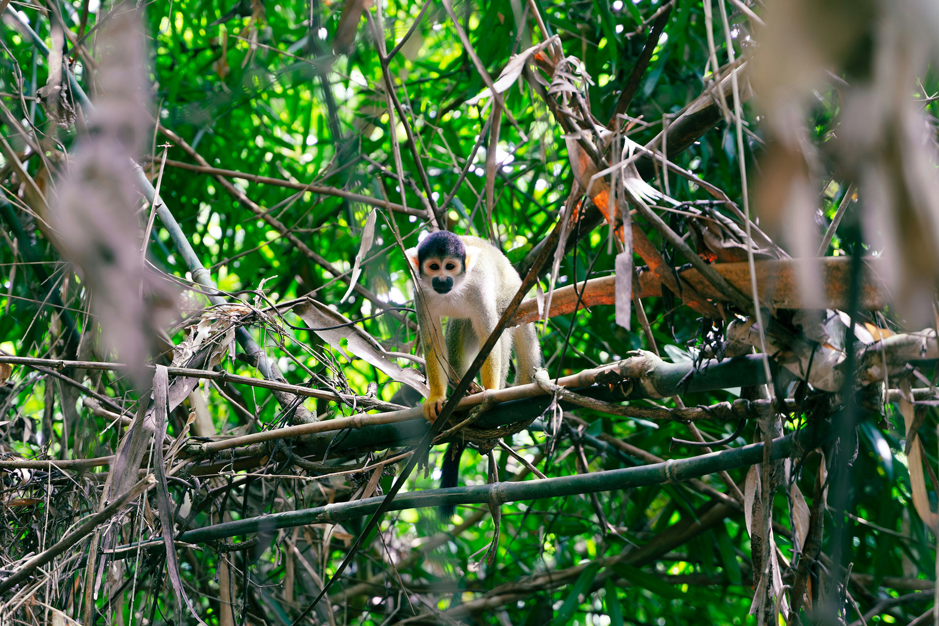 Opica kotúl, Puerto Maldonado, Peru